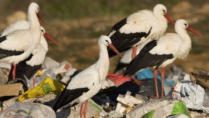 Señalan un fallo en el primer diagnóstico de gripe aviar que rebajó la capacidad infectiva del virus