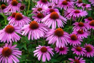 What Echinacea Does for Your Immune System, Skin, and Mood