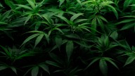 Cannabis: stocks surge after report of Trump wanting to loosen regulations