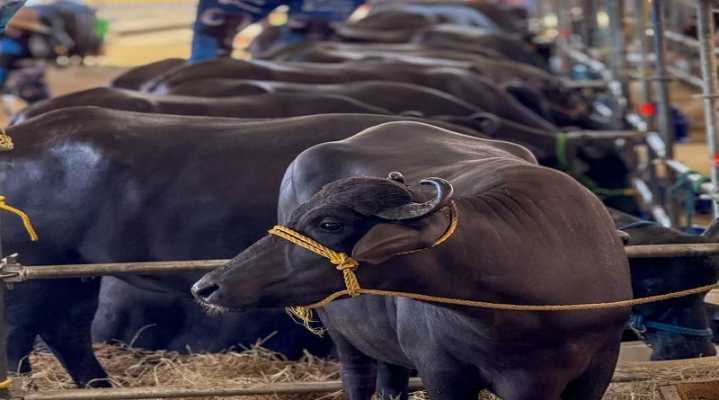 Sector bufalino en Venezuela crece 15 %