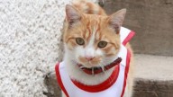 La tragedia detrás de Cruzberto, el gato rescatado por la Cruz Roja