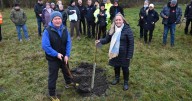 New Sycamore Gap sapling planted at Hetton Lyons Park