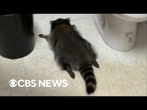 Shelter that found a drunk raccoon at a liquor store raises more than $150,000 with merchandise