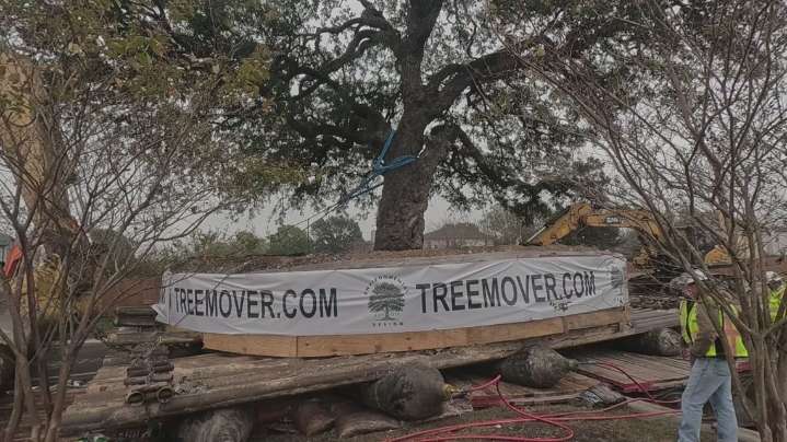 Crews relocate massive heritage oak in Kyle to make way for road project