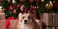 Consumer Reports says these are the best presents for pets, their families