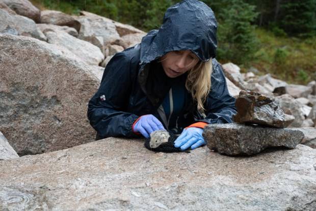 CU Boulder research raises concerns about pika population near Rocky Mountain National Park