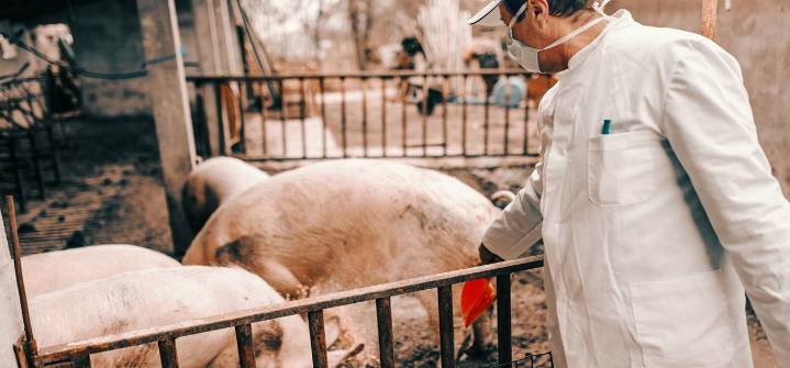 España investiga si la peste porcina salió de un laboratorio mientras aumentan los casos