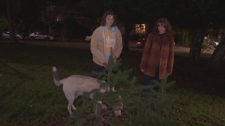 Recently planted Douglas Fir sawed off, stolen from Seattle park weeks before Christmas