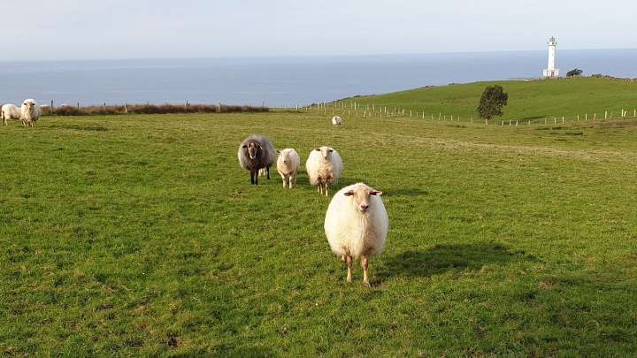 Publicadas en el BOPA las bases de las ayudas para las ganaderías afectadas por vacíos sanitarios