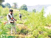 Gajapati sees massive rise in illegal cannabis farming