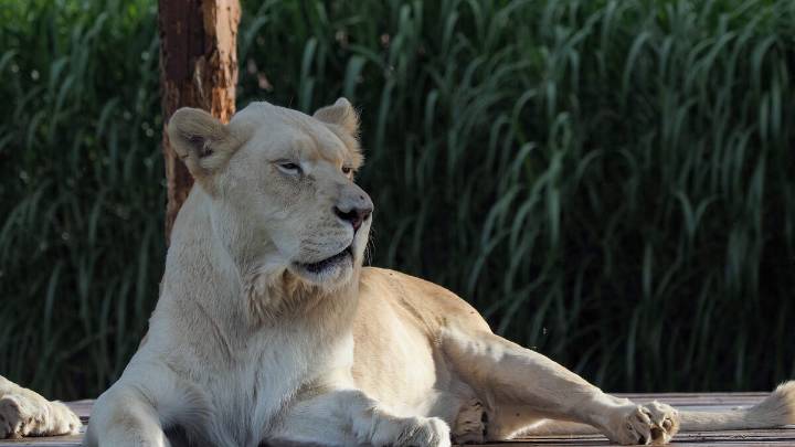 Teen Mauled To Death By Lioness After Climbing Into Her Enclosure At Zoo