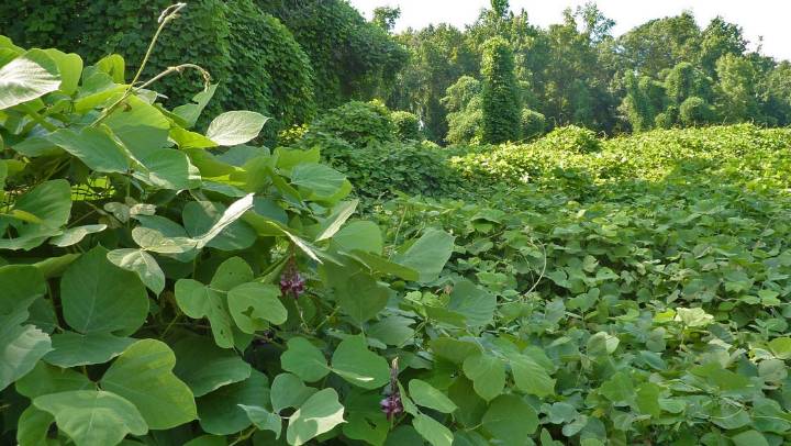 Kudzu proliferates in Indiana as the state's winters warm
