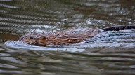 Beavers in Pennsylvania: Wildlife impact and where to spot them