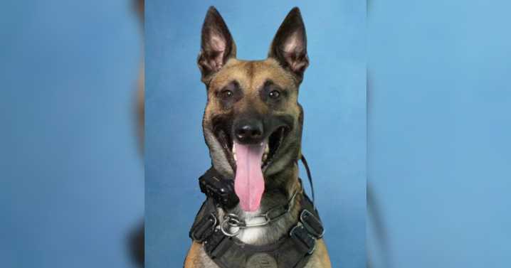 Anchorage police arrest man after chaotic downtown pursuit, K9 assists