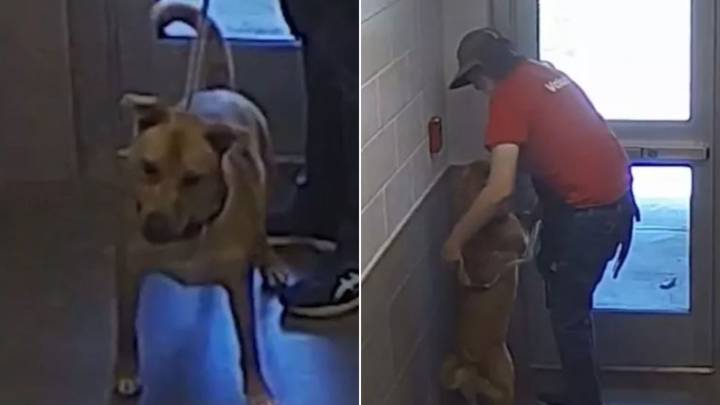 Pup’s Excitement Sparks Chaos In Georgia Shelter When He Accidentally Hits The Alarm