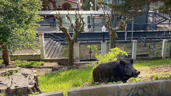 Los precios del cerdo descienden a Mercolleida tras la declaración del brote de peste porcina