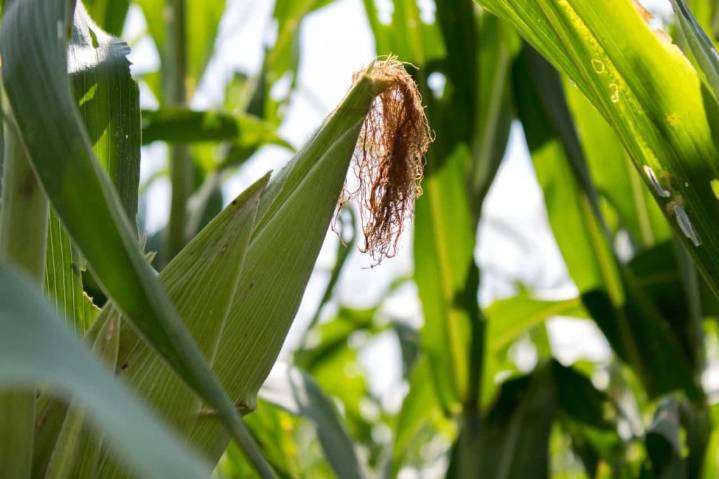 Productores y escuelas rurales reciben apoyo de maíz con alto contenido proteico: Sader