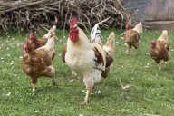 España cumple un mes con aves confinadas por la gripe aviar, que afecta a precio del huevo