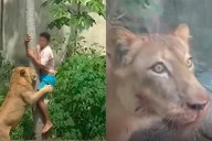 Mueren joven devorado por una leona al saltar a jaula en un zoológico