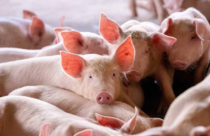 Sector porcino mexicano celebra cierre de importaciones españolas tras brote viral en Europa