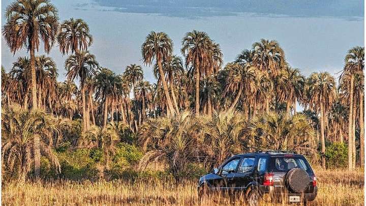 Entre Ríos declaró a la palmera yatay como Monumento Natural