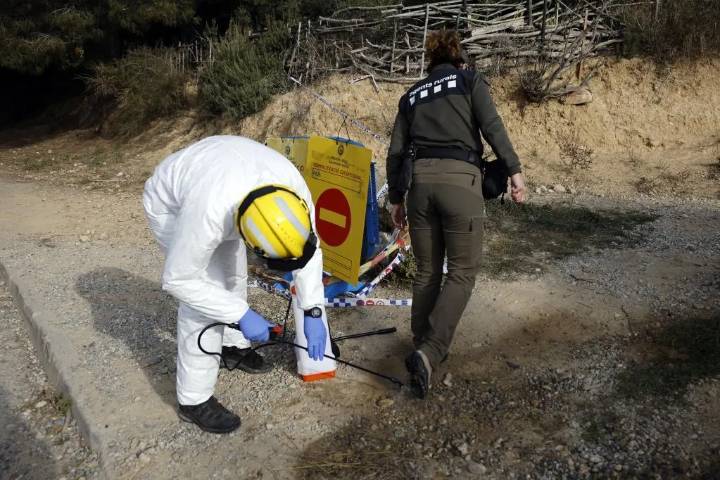 Detectados tres nuevos jabalíes con peste porcina africana en Cerdanyola del Vallès, Barcelona
