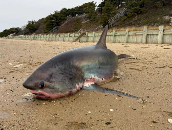 Thresher Shark washes up on Cape Cod beach