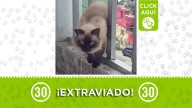 El hermoso Perseo se perdió en Manrique La Salle: si lo encontró devuélvalo, el gatico tiene familia