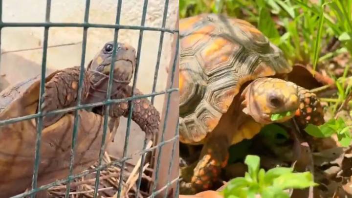 ¡Regresan a casa! 140 tortugas víctimas del tráfico ilegal vuelven a la libertad tras meses de recuperación en Medellín