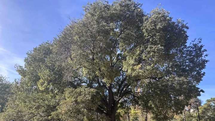 Cómo votar al árbol del Casco de Zaragoza para que sea el mejor del año en España