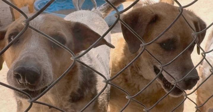 Ironías de la vida: Mujeres cuidadoras de animales sufren violencia de género