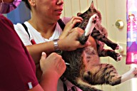 Anuncian campaña gratuita de esterilización felina en Cabo San Lucas; será por 2 días 