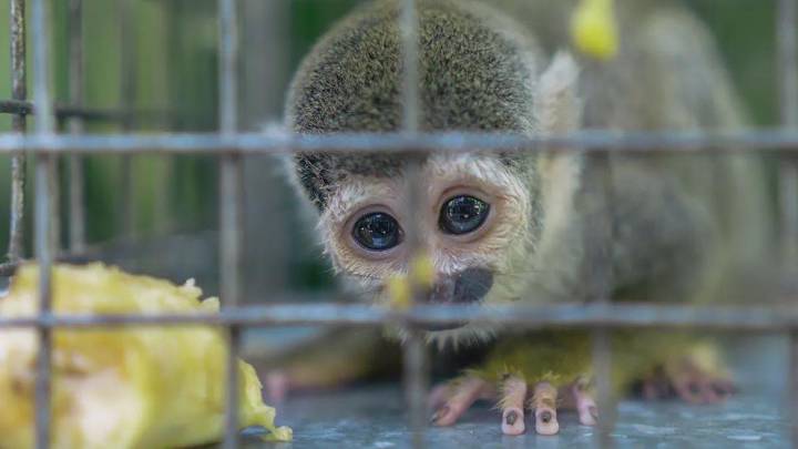 Reunión internacional para mejorar las leyes sobre el comercio de animales, un gran ‘coladero’ de ilegalidades