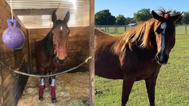 Volusia Sheriff's Office investigating theft of horses in Osteen