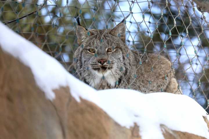 Lynx brothers move into Lake Superior Zoo