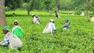 CAG finds Rs 315 Cr PF gap; 39,000 Assam tea workers not registered with ATEPFO