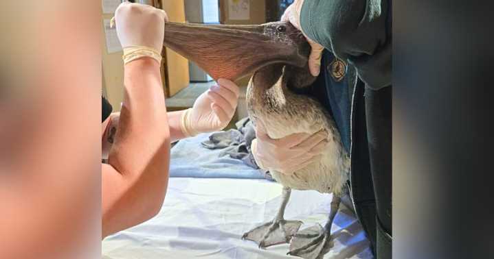 Pelican found in Erie dies after being blown off migration course