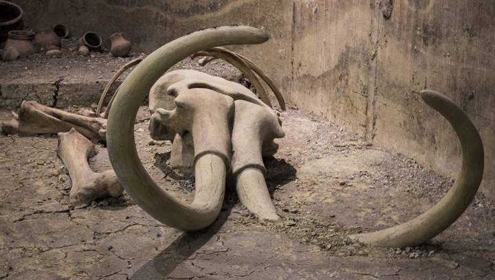 Youngest Mammoth Bones Ever Discovered Turn Out To Be Whales, Sparking New Mystery
