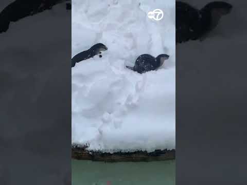 Otters Frolic in Fluffy Snow at Michigan Zoo