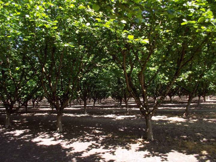 Oregon Hazelnut and Specialty Crop Farmers Could Land a Big Share of the New $12 Billion Tariff Aid