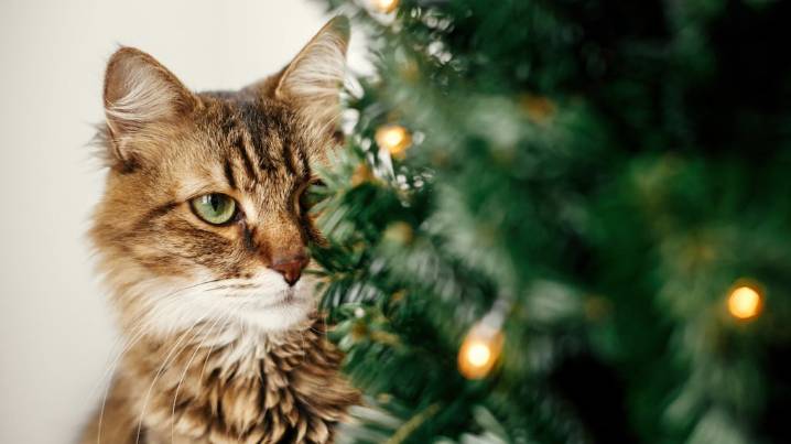 Ni trampas caseras ni técnicas complicadas: el truco para que tu gato no tire ni rompa el árbol de Navidad