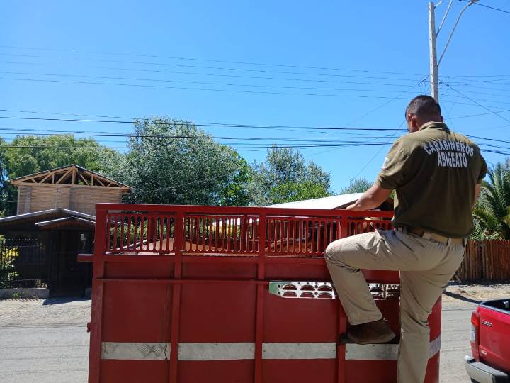 En feria ganadera Carabineros detuvo a sujeto que comercializaba caballar de forma ilegal