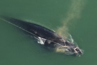 Critically Endangered North Atlantic Right Whale May Not Survive 'Life