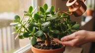 Ni todos los días ni cada 2 semanas: cada cuánto hay que regar el árbol de jade en verano