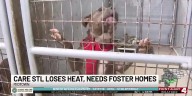 St. Louis animal shelter seeks foster homes after heating system failure