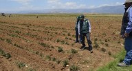 Crisis hídrica amenaza más de 10 mil hectáreas de cultivos en el valle de Pisco