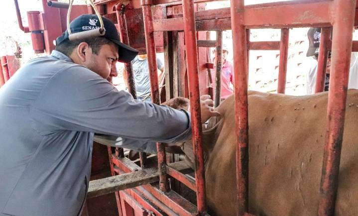 Prohíben movilizar animales enfermos para contener gusano barrenador