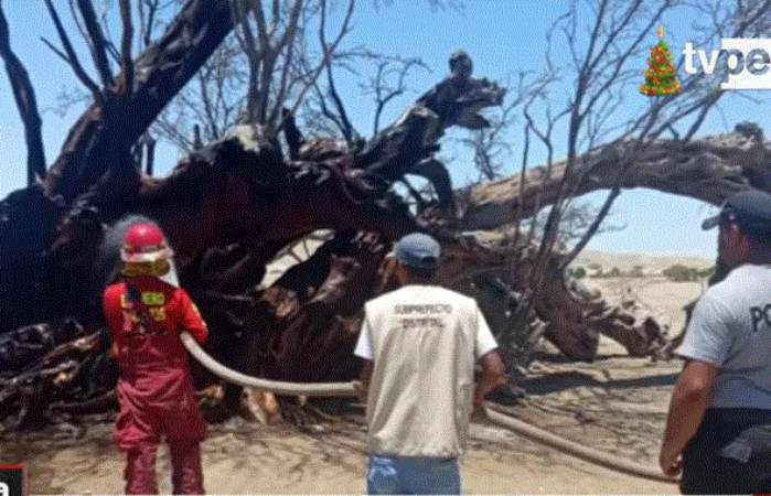 Ica: desconocidos incendian huarango milenario de la Ciudad Perdida de Huayuri
