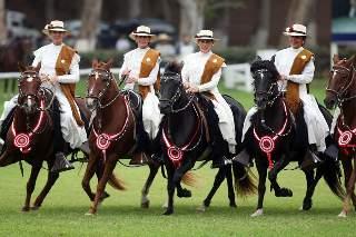 Caballo de paso peruano: estudio genético confirma que es único y sus habilidades son heredadas