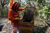 Apiario de la UNAL Sede Orinoquia alza vuelo